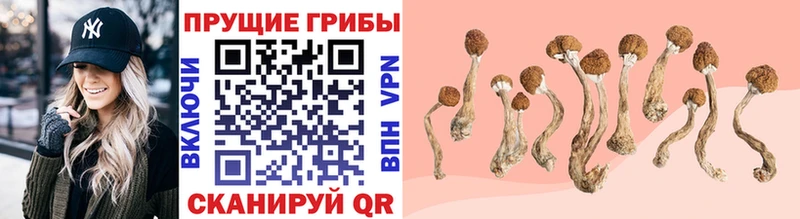 Псилоцибиновые грибы GOLDEN TEACHER  Бузулук 